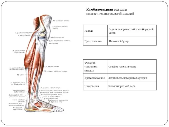 Камбаловидная мышца залегает под икроножной мышцей