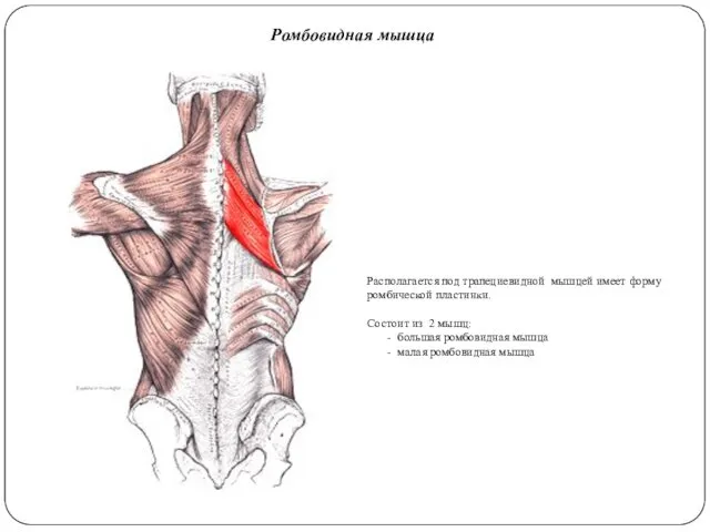Ромбовидная мышца Располагается под трапециевидной мышцей имеет форму ромбической пластинки.