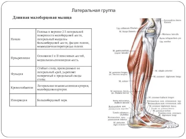 Латеральная группа Длинная малоберцовая мышца