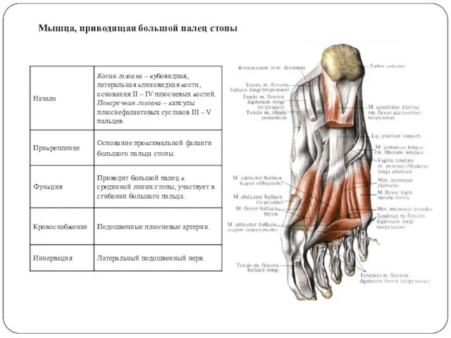 Мышца, приводящая большой палец стопы