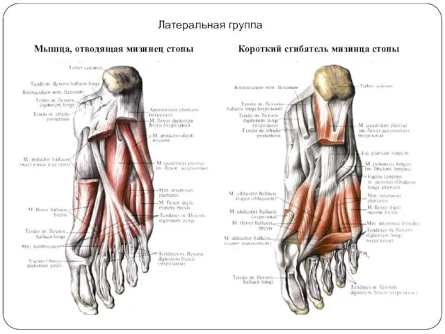 Латеральная группа Мышца, отводящая мизинец стопы Короткий сгибатель мизинца стопы