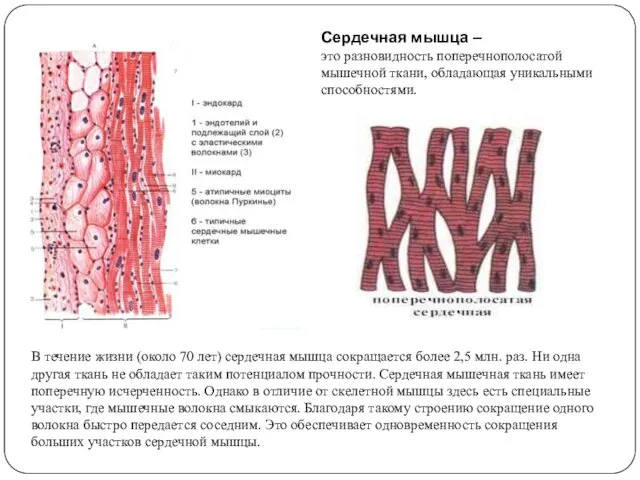 Сердечная мышца – это разновидность поперечнополосатой мышечной ткани, обладающая уникальными