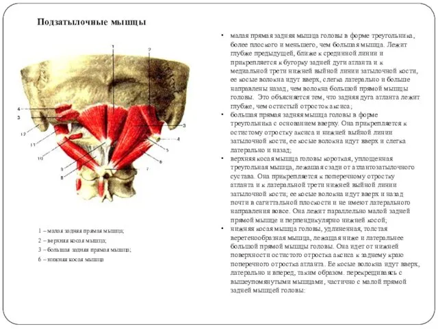 Подзатылочные мышцы 1 – малая задняя прямая мышца; 2 –
