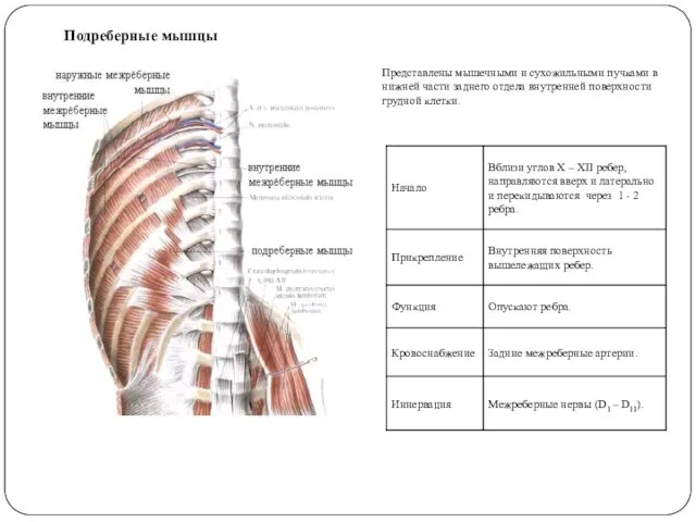 Подреберные мышцы Представлены мышечными и сухожильными пучками в нижней части заднего отдела внутренней поверхности грудной клетки.