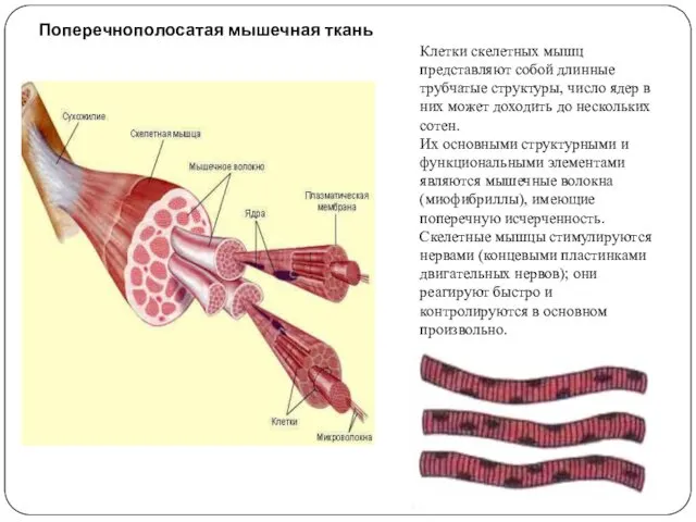 Клетки скелетных мышц представляют собой длинные трубчатые структуры, число ядер