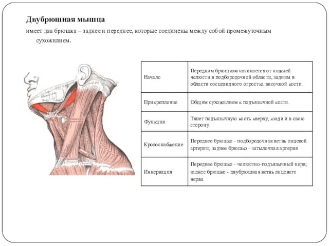 Двубрюшная мышца имеет два брюшка – заднее и переднее, которые соединены между собой промежуточным сухожилием.