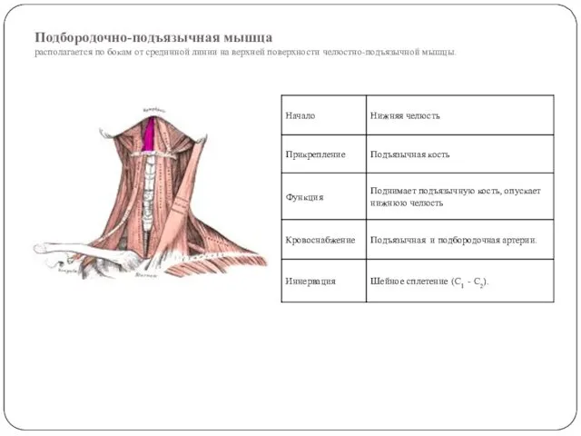 Подбородочно-подъязычная мышца располагается по бокам от срединной линии на верхней поверхности челюстно-подъязычной мышцы.