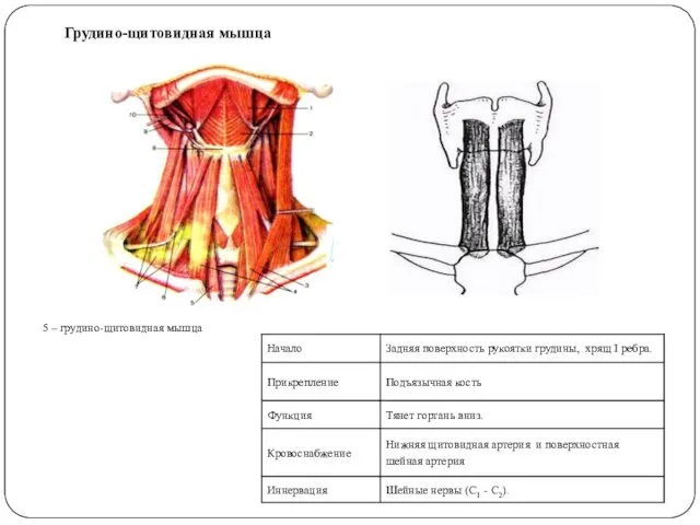 Грудино-щитовидная мышца 5 – грудино-щитовидная мышца