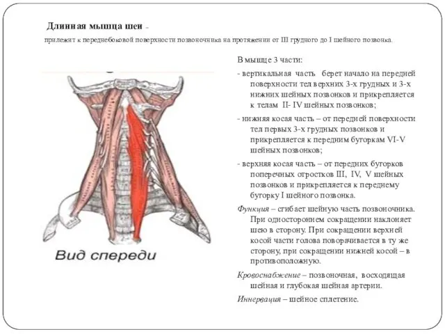 Длинная мышца шеи – прилежит к переднебоковой поверхности позвоночника на