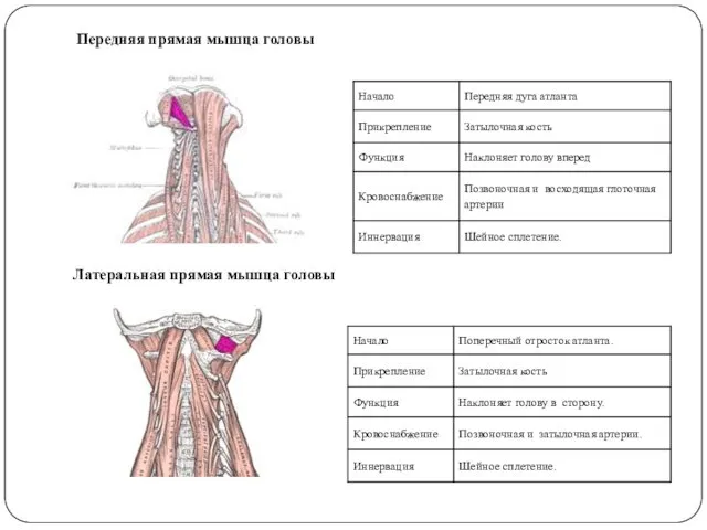 Передняя прямая мышца головы Латеральная прямая мышца головы