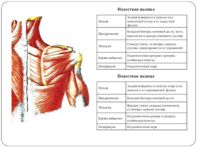 Надостная мышца Подостная мышца