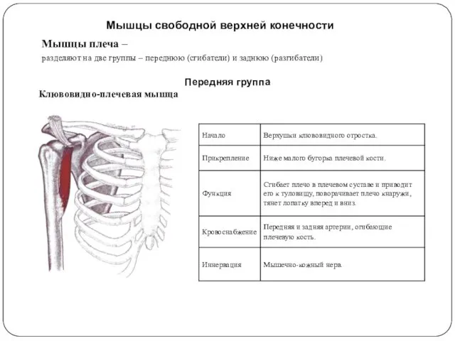 Мышцы свободной верхней конечности Мышцы плеча – разделяют на две