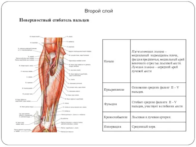 Второй слой Поверхностный сгибатель пальцев