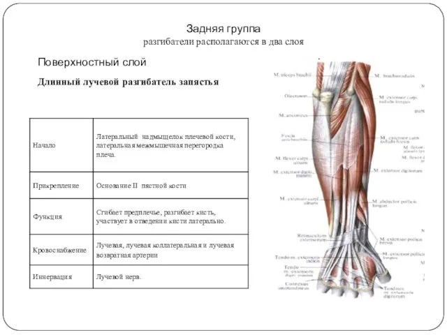 Задняя группа разгибатели располагаются в два слоя Поверхностный слой Длинный лучевой разгибатель запястья