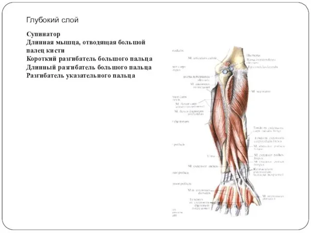 Глубокий слой Супинатор Длинная мышца, отводящая большой палец кисти Короткий
