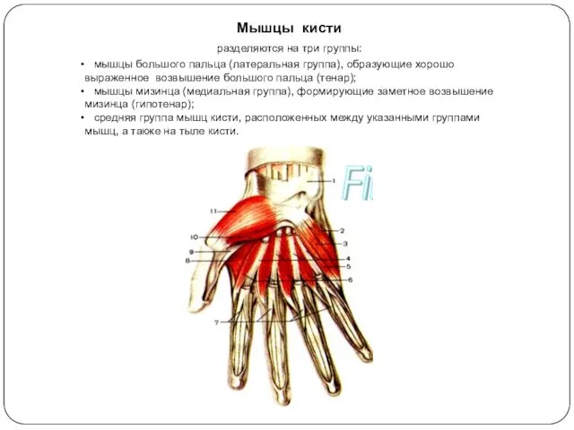 Мышцы кисти разделяются на три группы: мышцы большого пальца (латеральная