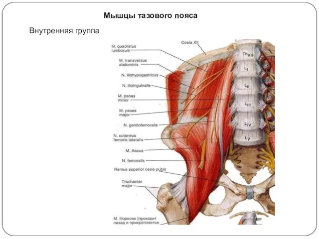 Мышцы тазового пояса Внутренняя группа