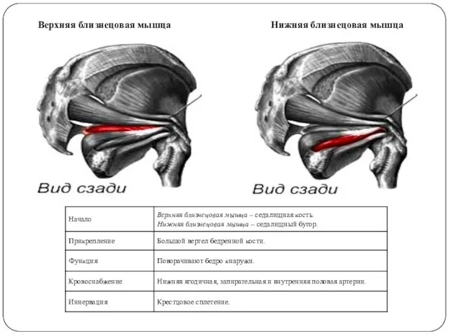 Верхняя близнецовая мышца Нижняя близнецовая мышца