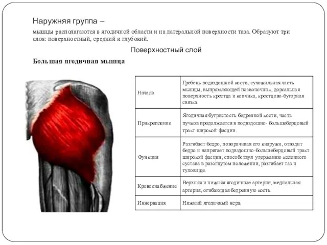 Наружняя группа – мышцы располагаются в ягодичной области и на