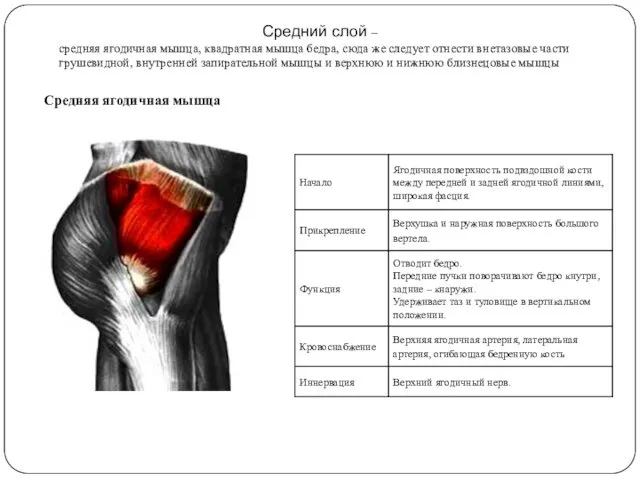 Средняя ягодичная мышца Средний слой – средняя ягодичная мышца, квадратная