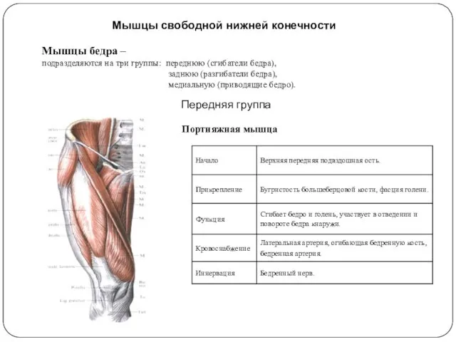 Мышцы свободной нижней конечности Мышцы бедра – подразделяются на три