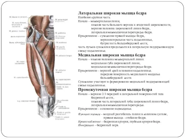 Латеральная широкая мышца бедра Наиболее крупная часть. Начало – межвертельная