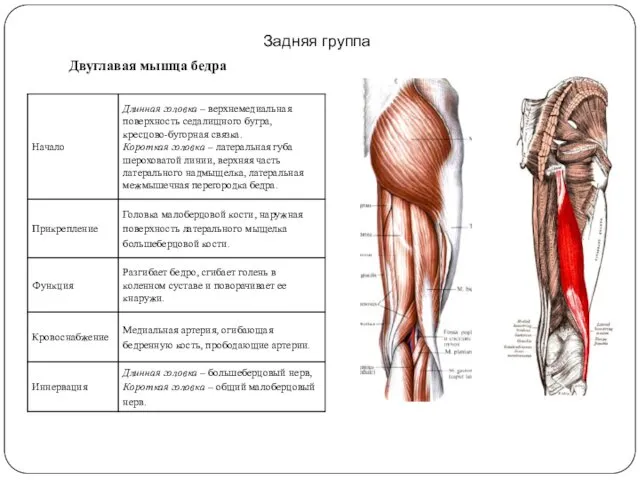 Задняя группа Двуглавая мышца бедра