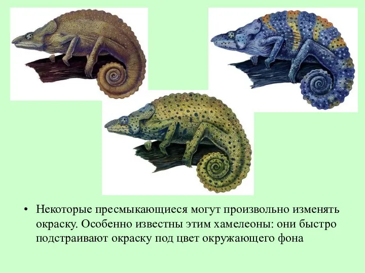 Некоторые пресмыкающиеся могут произвольно изменять окраску. Особенно известны этим хамелеоны: