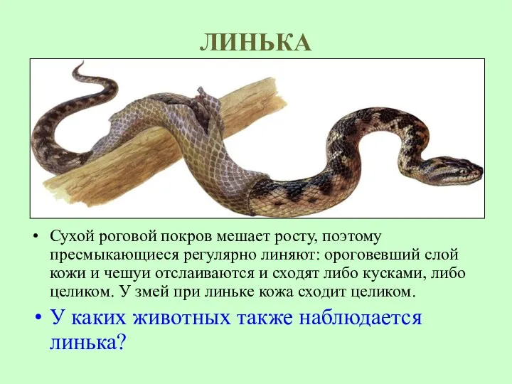 ЛИНЬКА Сухой роговой покров мешает росту, поэтому пресмыкающиеся регулярно линяют: