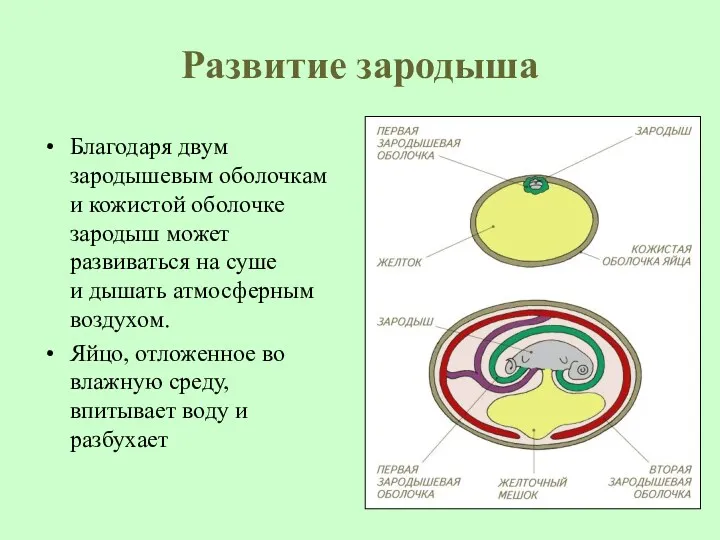 Развитие зародыша Благодаря двум зародышевым оболочкам и кожистой оболочке зародыш