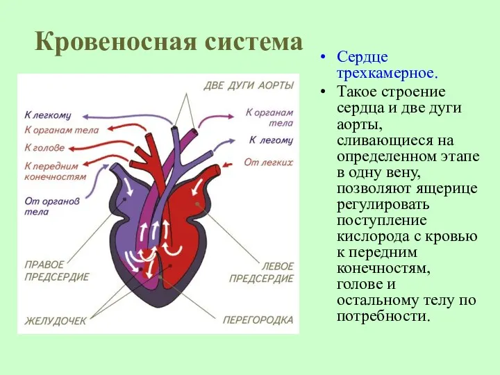 Кровеносная система Сердце трехкамерное. Такое строение сердца и две дуги
