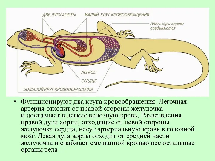 Функционируют два круга кровообращения. Легочная артерия отходит от правой стороны