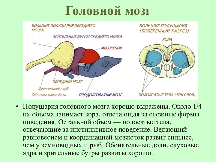 Головной мозг Полушария головного мозга хорошо выражены. Около 1/4 их