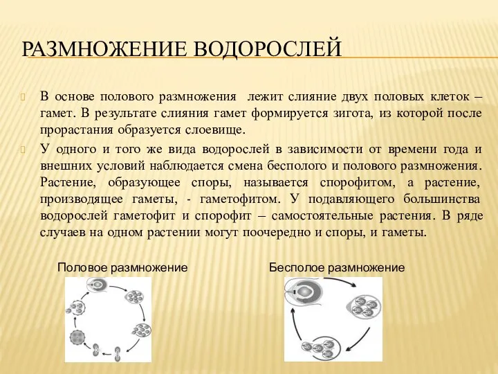 РАЗМНОЖЕНИЕ ВОДОРОСЛЕЙ В основе полового размножения лежит слияние двух половых