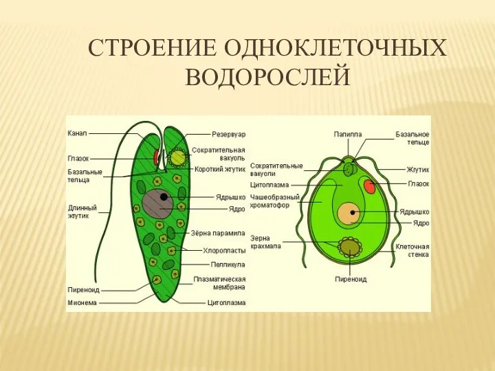 СТРОЕНИЕ ОДНОКЛЕТОЧНЫХ ВОДОРОСЛЕЙ