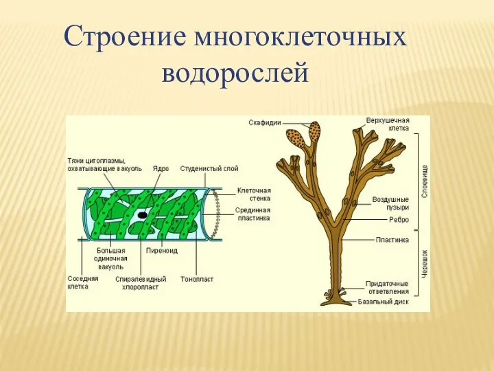 Строение многоклеточных водорослей