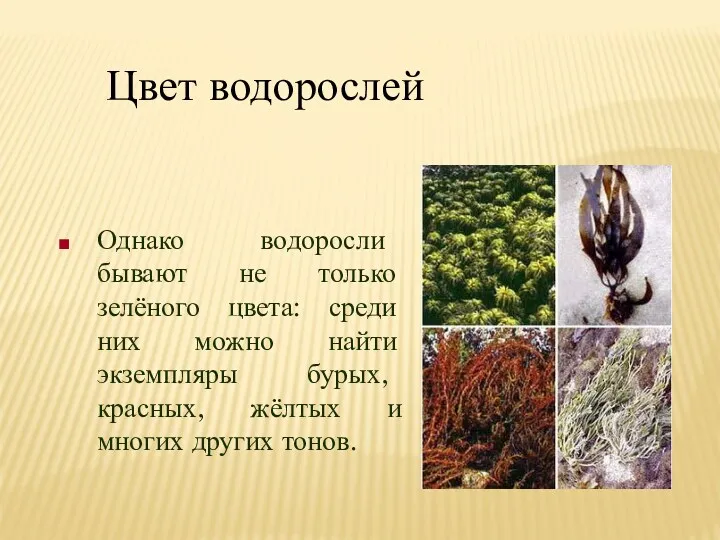 Цвет водорослей Однако водоросли бывают не только зелёного цвета: среди