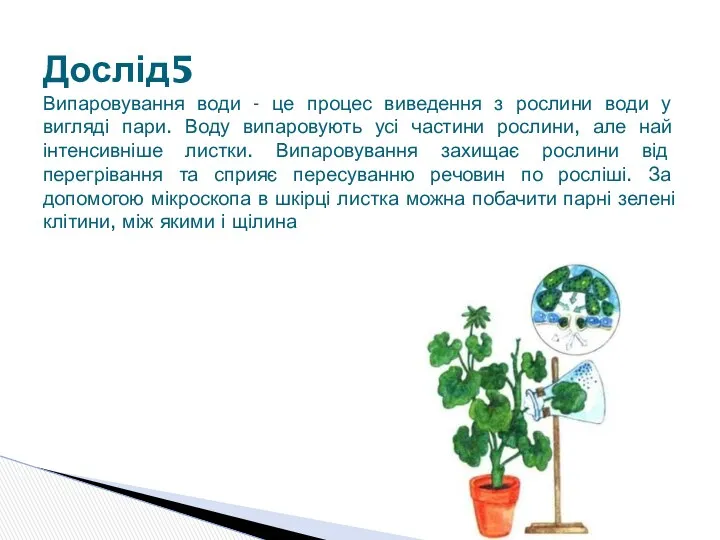 Дослід5 Випаровування води - це процес виведення з рослини води