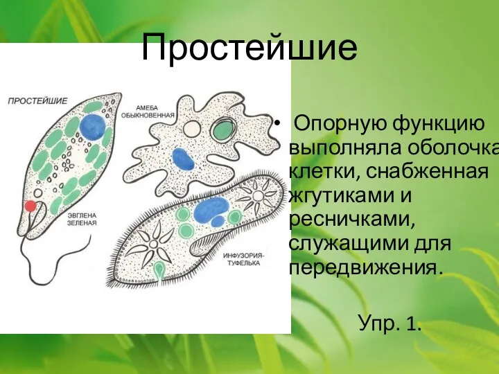 Простейшие Опорную функцию выполняла оболочка клетки, снабженная жгутиками и ресничками, служащими для передвижения. Упр. 1.