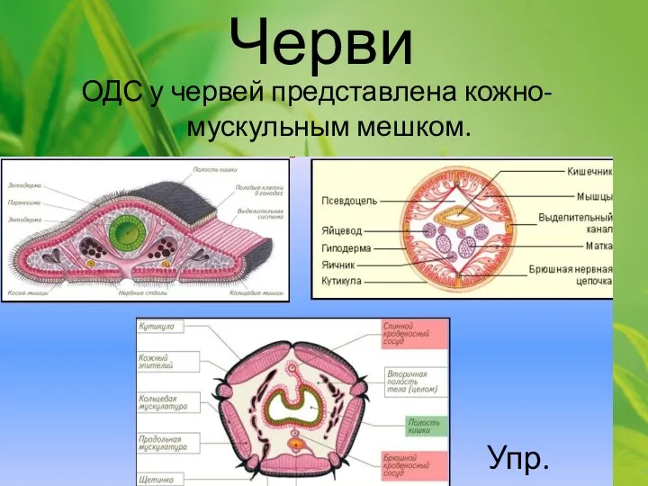 Черви ОДС у червей представлена кожно-мускульным мешком. Упр. 2