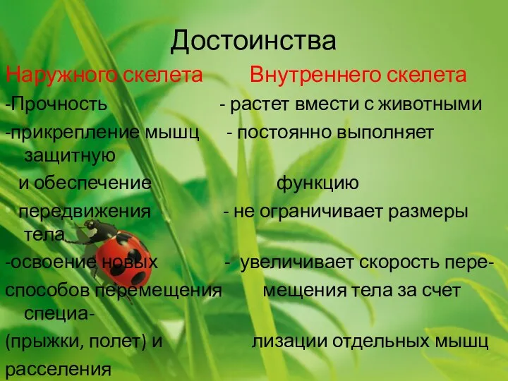 Достоинства Наружного скелета Внутреннего скелета -Прочность - растет вмести с