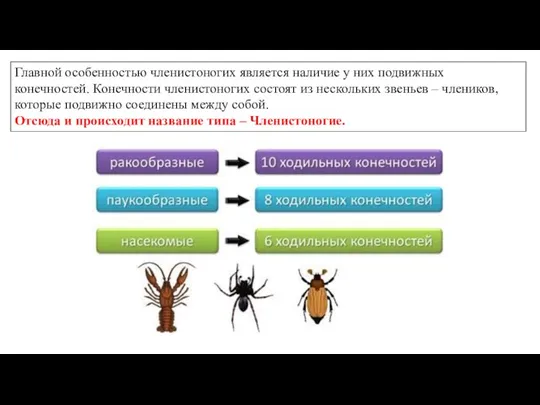 Главной особенностью членистоногих является наличие у них подвижных конечностей. Конечности