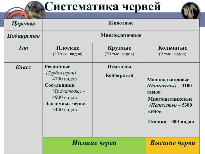 Систематика червей Малощетинковые (Олигохеты) – 3100 видов Многощетинковые (Полихеты) – 5300 видов Пиявки – 300 видов