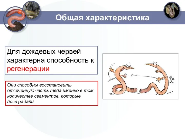 Общая характеристика Для дождевых червей характерна способность к регенерации Они