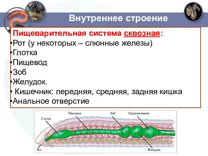 Внутреннее строение Пищеварительная система сквозная: Рот (у некоторых – слюнные