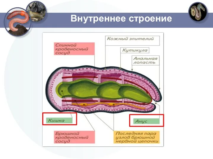 Внутреннее строение