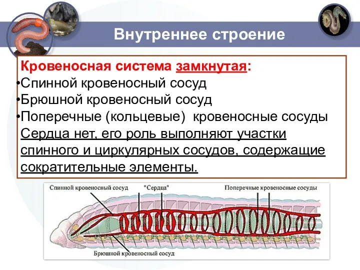 Внутреннее строение Кровеносная система замкнутая: Спинной кровеносный сосуд Брюшной кровеносный