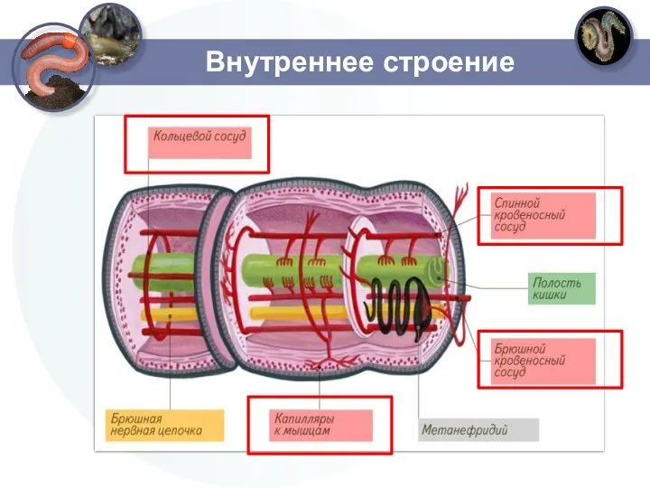 Внутреннее строение