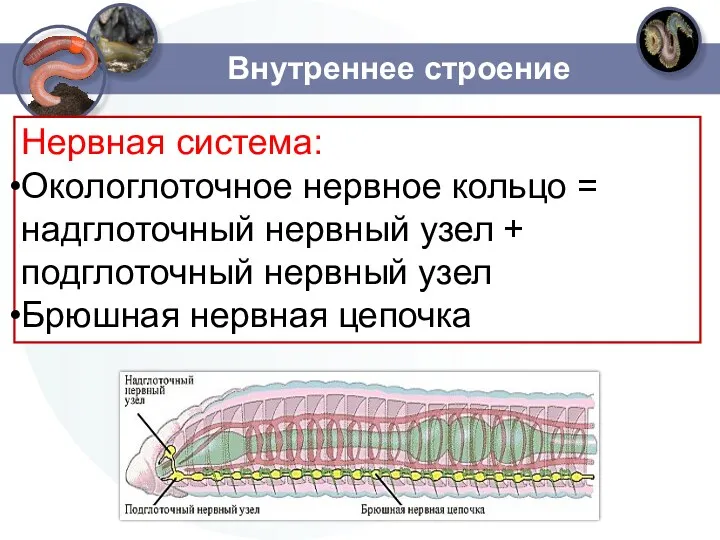 Внутреннее строение Нервная система: Окологлоточное нервное кольцо = надглоточный нервный