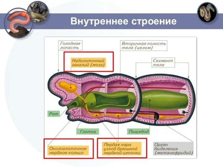 Внутреннее строение